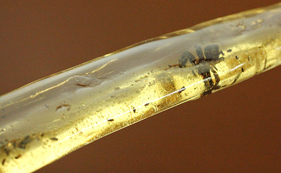 凄い迫力!他の虫の存在を消し去る、巨大なクモ入りコーパル。マダガスカル産。(その9)