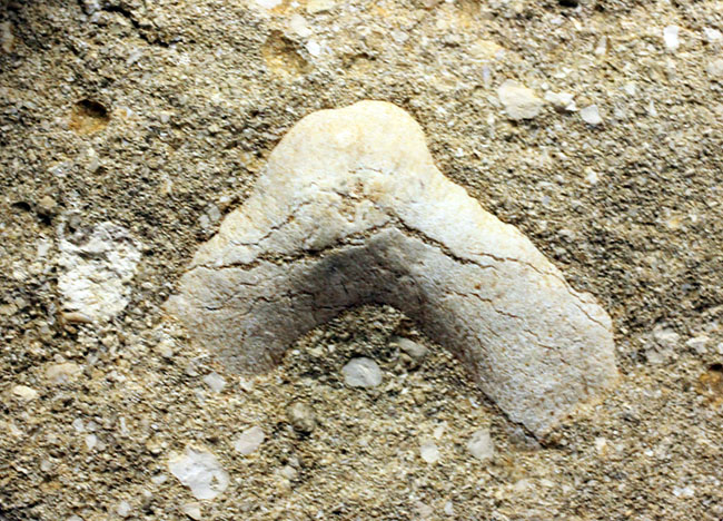 大きくかつ、上質!古代の絶滅肉食ザメ、オトダス(Otodus)歯化石。クリーニング標本としても最適。(その6)
