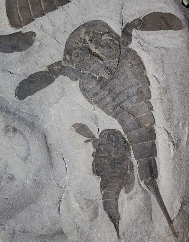 驚きの３体マルチ！古生代シルル紀に棲息していた当時の海の覇者ウミサソリ、ユーリプテルス三体のマルチプレート標本。（その1）