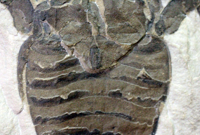 驚きの３体マルチ！古生代シルル紀に棲息していた当時の海の覇者ウミサソリ、ユーリプテルス三体のマルチプレート標本。（その11）