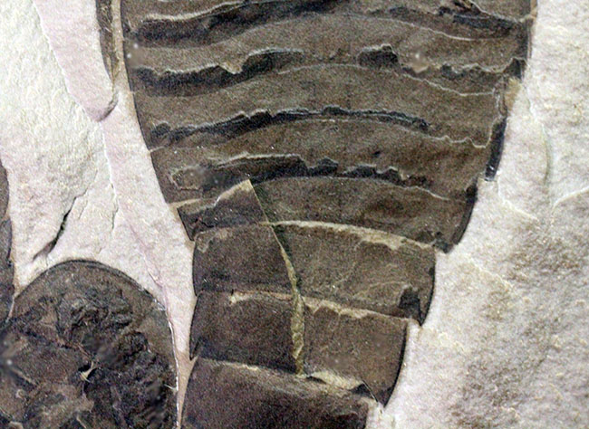 驚きの３体マルチ！古生代シルル紀に棲息していた当時の海の覇者ウミサソリ、ユーリプテルス三体のマルチプレート標本。（その12）