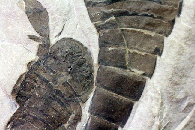 驚きの３体マルチ！古生代シルル紀に棲息していた当時の海の覇者ウミサソリ、ユーリプテルス三体のマルチプレート標本。（その13）