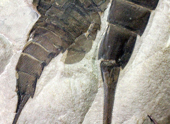 驚きの３体マルチ！古生代シルル紀に棲息していた当時の海の覇者ウミサソリ、ユーリプテルス三体のマルチプレート標本。（その14）