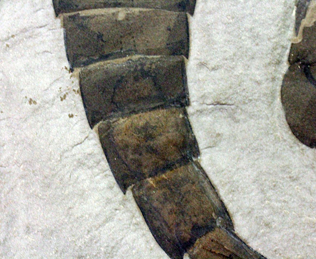 驚きの３体マルチ！古生代シルル紀に棲息していた当時の海の覇者ウミサソリ、ユーリプテルス三体のマルチプレート標本。（その17）