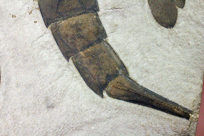 驚きの３体マルチ！古生代シルル紀に棲息していた当時の海の覇者ウミサソリ、ユーリプテルス三体のマルチプレート標本。（その18）