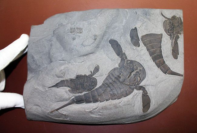 驚きの３体マルチ！古生代シルル紀に棲息していた当時の海の覇者ウミサソリ、ユーリプテルス三体のマルチプレート標本。（その19）