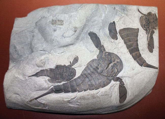 驚きの３体マルチ！古生代シルル紀に棲息していた当時の海の覇者ウミサソリ、ユーリプテルス三体のマルチプレート標本。（その2）