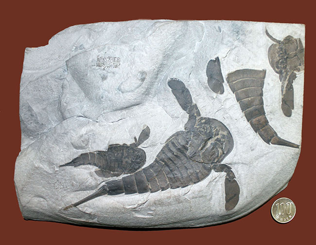 驚きの３体マルチ！古生代シルル紀に棲息していた当時の海の覇者ウミサソリ、ユーリプテルス三体のマルチプレート標本。（その20）