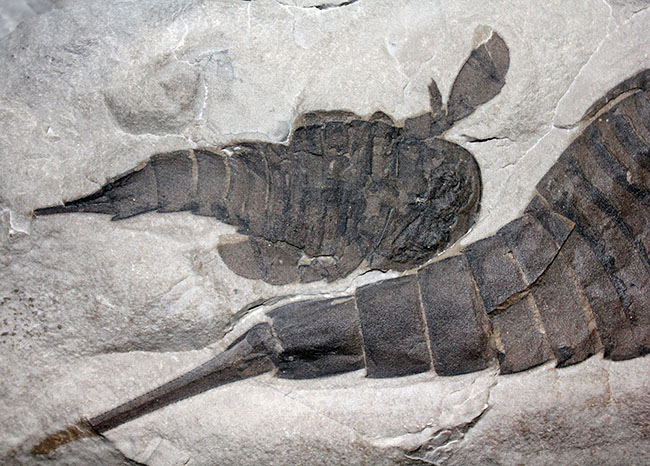 驚きの３体マルチ！古生代シルル紀に棲息していた当時の海の覇者ウミサソリ、ユーリプテルス三体のマルチプレート標本。（その3）