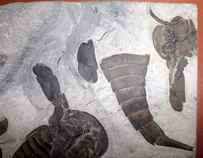 驚きの３体マルチ！古生代シルル紀に棲息していた当時の海の覇者ウミサソリ、ユーリプテルス三体のマルチプレート標本。（その4）