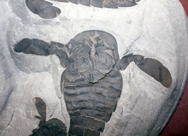 驚きの３体マルチ！古生代シルル紀に棲息していた当時の海の覇者ウミサソリ、ユーリプテルス三体のマルチプレート標本。（その5）