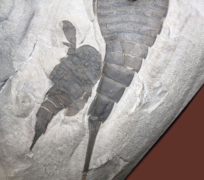 驚きの３体マルチ！古生代シルル紀に棲息していた当時の海の覇者ウミサソリ、ユーリプテルス三体のマルチプレート標本。（その6）