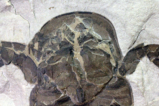 驚きの３体マルチ！古生代シルル紀に棲息していた当時の海の覇者ウミサソリ、ユーリプテルス三体のマルチプレート標本。（その9）