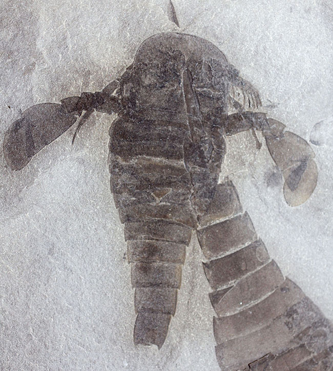 獲物を捕食するときに使用した鋏角まで視認できる高品位のウミサソリ (Eurypterus remipes)のマルチプレート標本（その8）
