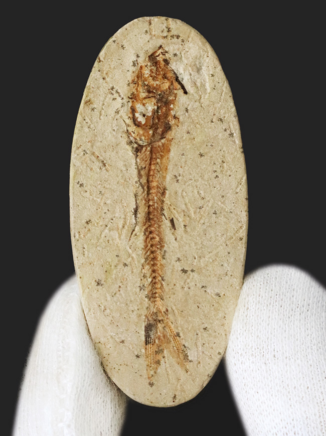 ５センチ級！ブラジル産、およそ１億年前の古代魚、ダスティルベ（Dastilbe）の化石（その1）