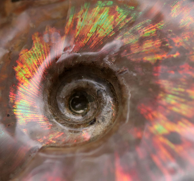 久々の超大玉！赤、緑、青、紫、虹色も確認できるハイクラスの遊色を備え、かつ直径最大部１１５ミリという驚くべきサイズを誇る、マダガスカル産の遊色アンモナイト、クレオニセラス（Cleoniceras）（その5）