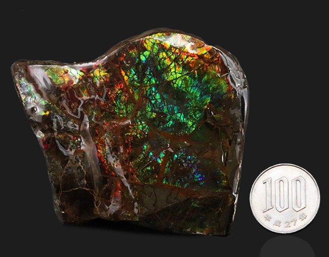 ブルー系の希少色が見られる！北米ロッキー山脈の限られた地域でのみ発見される生物起源の宝石、アンモライト（Ammolite）のピース（その9）