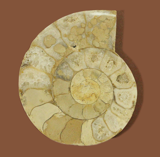 約１億８０００万年前、イングランド産アンモナイトの断面スライスカット標本（その1）