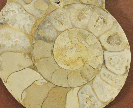 約１億８０００万年前、イングランド産アンモナイトの断面スライスカット標本（その2）