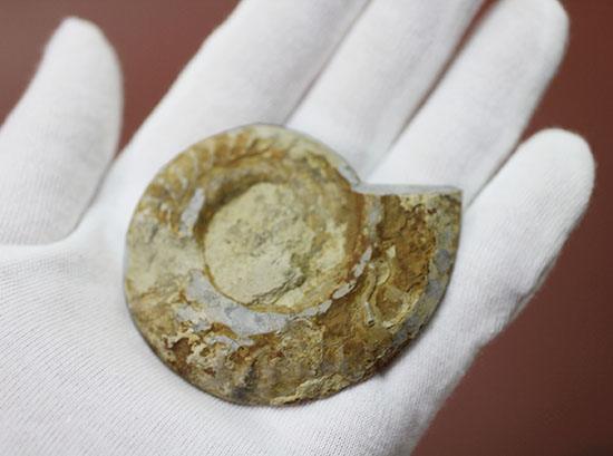 約１億８０００万年前、イングランド産アンモナイトの断面スライスカット標本（その4）