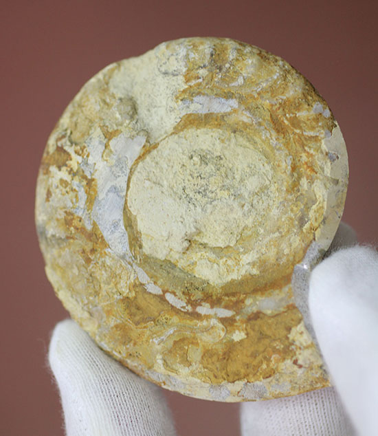 約１億８０００万年前、イングランド産アンモナイトの断面スライスカット標本（その6）