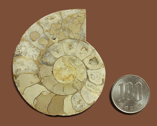 約１億８０００万年前、イングランド産アンモナイトの断面スライスカット標本（その8）