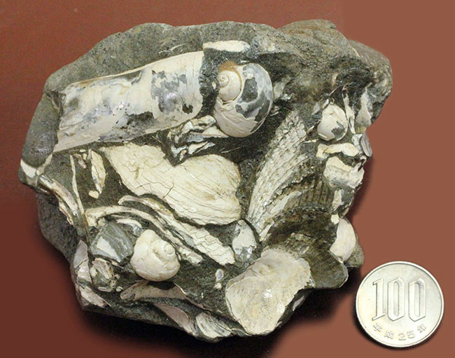 中新世前期の富山県の地層から採集された貝類の化石。マテ貝あり。（その15）
