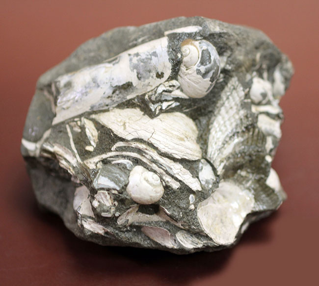中新世前期の富山県の地層から採集された貝類の化石。マテ貝あり。（その7）