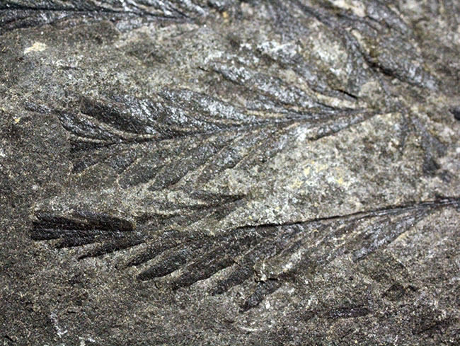 国産（徳島県上勝町）の中生代白亜紀のシダ植物の化石（その8）