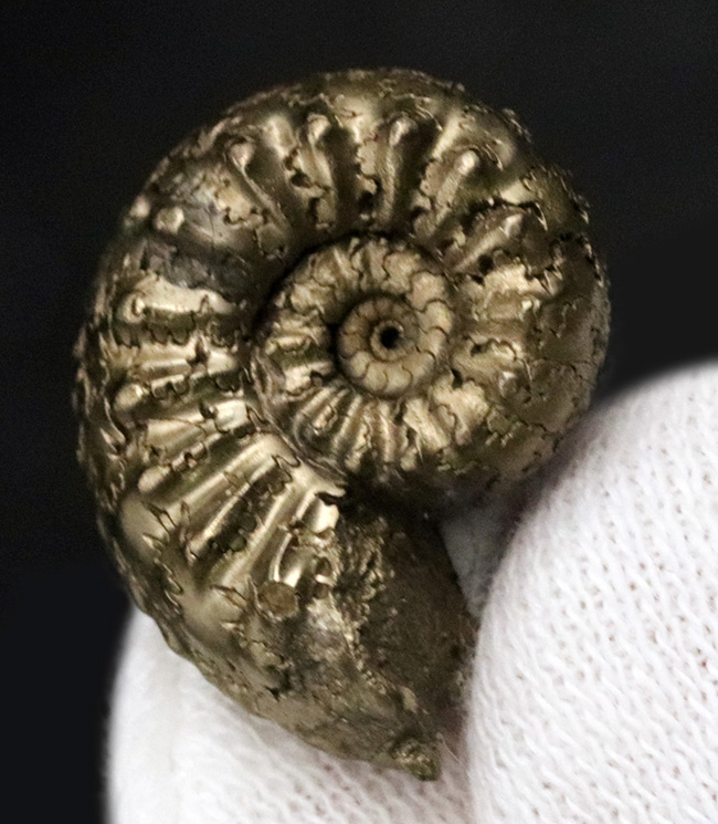 色、状態、縫合線など、素晴らしい状態を維持！フランス・アヴェロン産の美しき黄鉄鉱化アンモナイト（Ammonite）（その1）
