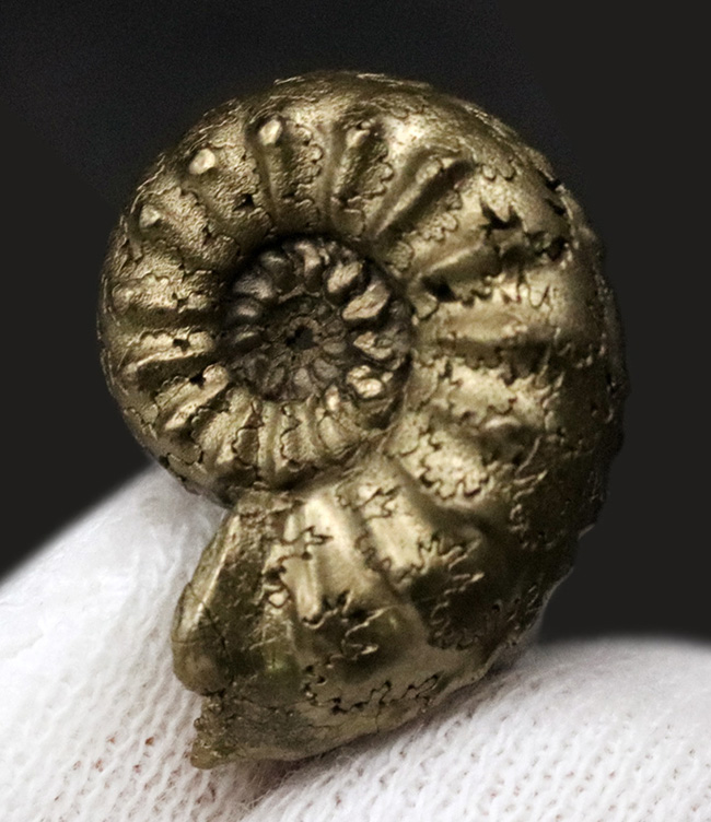 色、状態、縫合線など、素晴らしい状態を維持！フランス・アヴェロン産の美しき黄鉄鉱化アンモナイト（Ammonite）（その2）