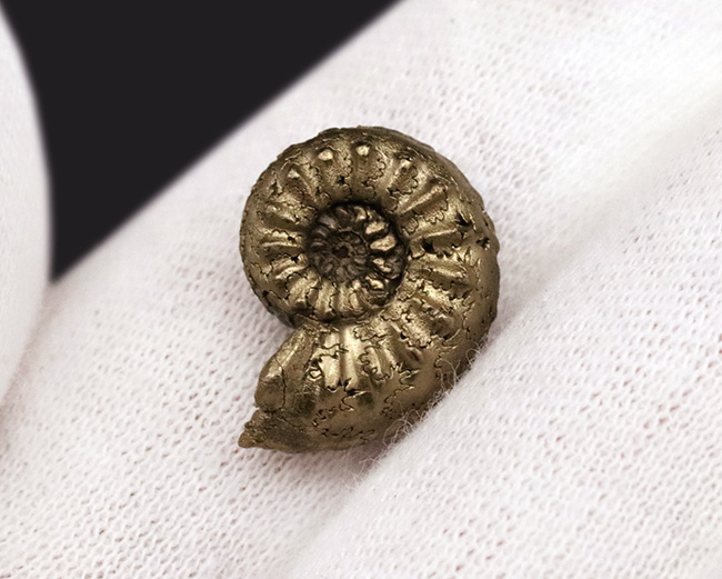 色、状態、縫合線など、素晴らしい状態を維持！フランス・アヴェロン産の美しき黄鉄鉱化アンモナイト（Ammonite）（その3）