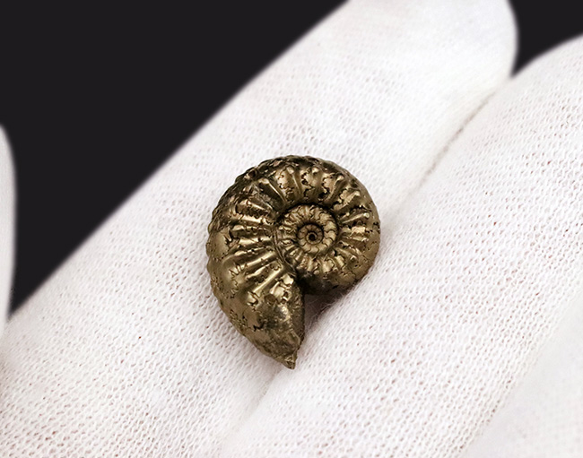 色、状態、縫合線など、素晴らしい状態を維持！フランス・アヴェロン産の美しき黄鉄鉱化アンモナイト（Ammonite）（その4）