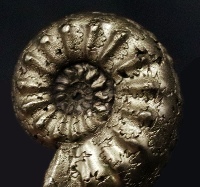 色、状態、縫合線など、素晴らしい状態を維持！フランス・アヴェロン産の美しき黄鉄鉱化アンモナイト（Ammonite）（その6）