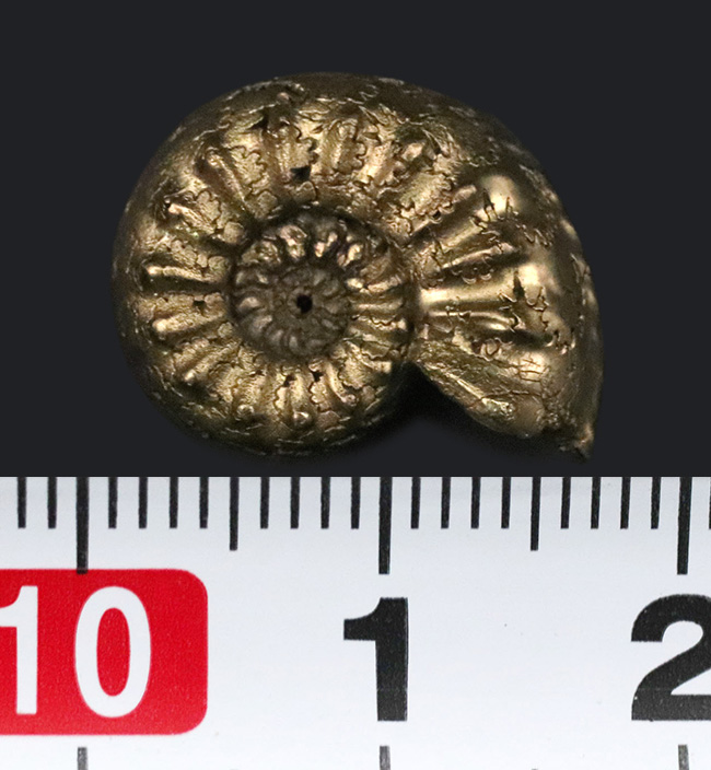 色、状態、縫合線など、素晴らしい状態を維持！フランス・アヴェロン産の美しき黄鉄鉱化アンモナイト（Ammonite）（その7）