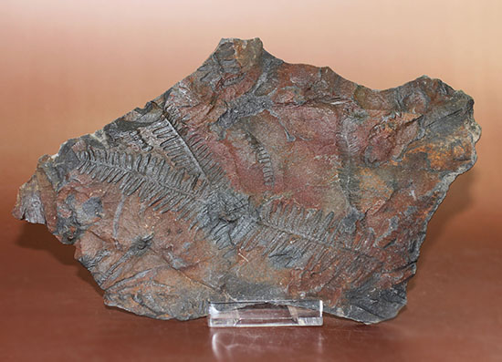 クッキリ、かつ立体的！古生代石炭紀のシダ植物の化石（その3）