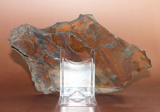 クッキリ、かつ立体的！古生代石炭紀のシダ植物の化石（その4）