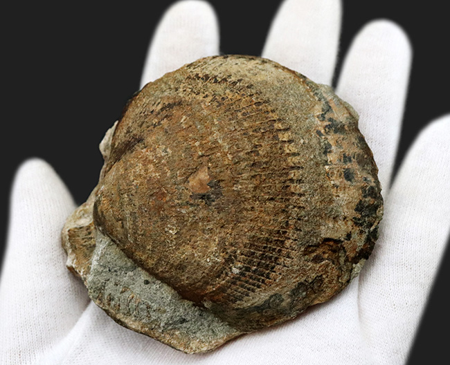 国産マニアックシリーズ！およそ３０００万年前の地層より発見された北九州藍島産の二枚貝、グリキメリスの化石（その4）
