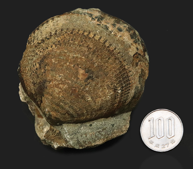 国産マニアックシリーズ！およそ３０００万年前の地層より発見された北九州藍島産の二枚貝、グリキメリスの化石（その8）