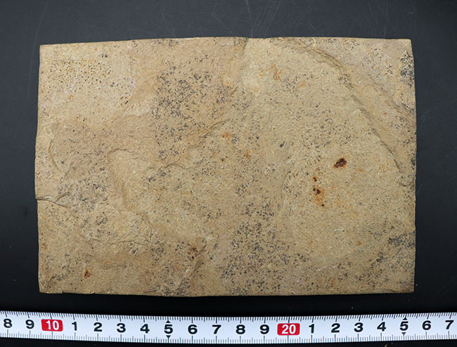 米国ワイオミング州グリーンリバー層で採集された、獰猛なハンター、古代魚、ディプロミスタスの全身化石（その7）