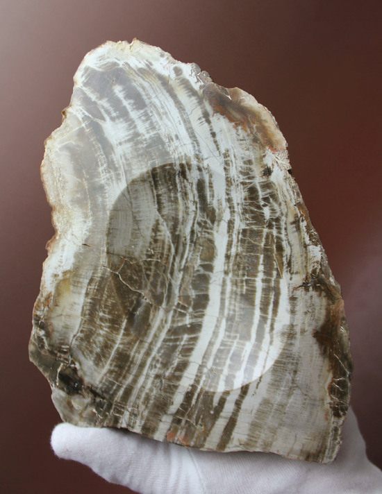 生活の一部に化石を取り入れてみませんか？素敵小物入れ。素材は美しい木目の珪化木。/古生代ペルム紀（2億8900万 -- 2億5100万年前）【ot1122】