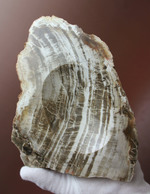 生活の一部に化石を取り入れてみませんか？素敵小物入れ。素材は美しい木目の珪化木。