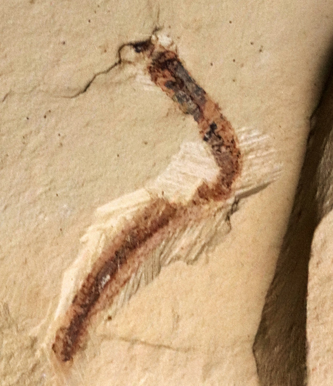 希少！謎多きカンブリアモンスターの一つ、クリココスミア・インニンゲンシス（Cricocosmia jinningensis）の化石（その1）