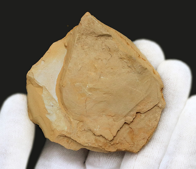 希少！謎多きカンブリアモンスターの一つ、クリココスミア・インニンゲンシス（Cricocosmia jinningensis）の化石（その5）
