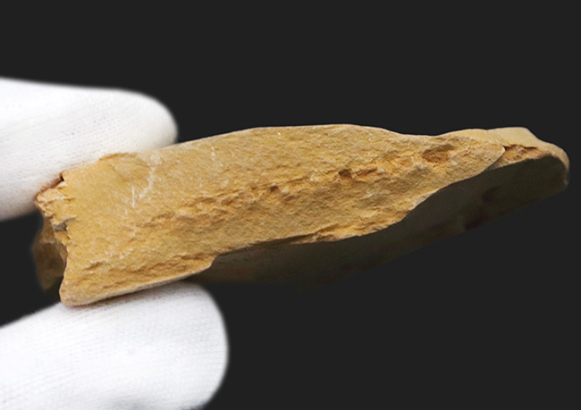 希少！謎多きカンブリアモンスターの一つ、クリココスミア・インニンゲンシス（Cricocosmia jinningensis）の化石（その6）