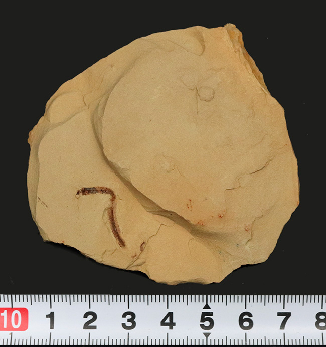 希少！謎多きカンブリアモンスターの一つ、クリココスミア・インニンゲンシス（Cricocosmia jinningensis）の化石（その7）