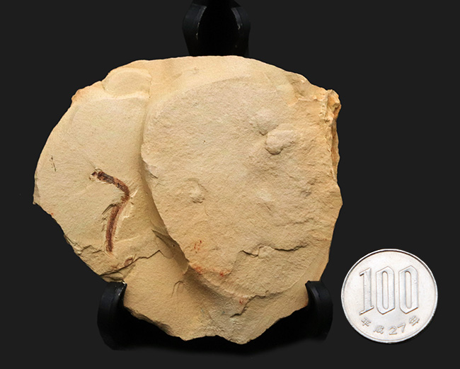 希少！謎多きカンブリアモンスターの一つ、クリココスミア・インニンゲンシス（Cricocosmia jinningensis）の化石（その8）