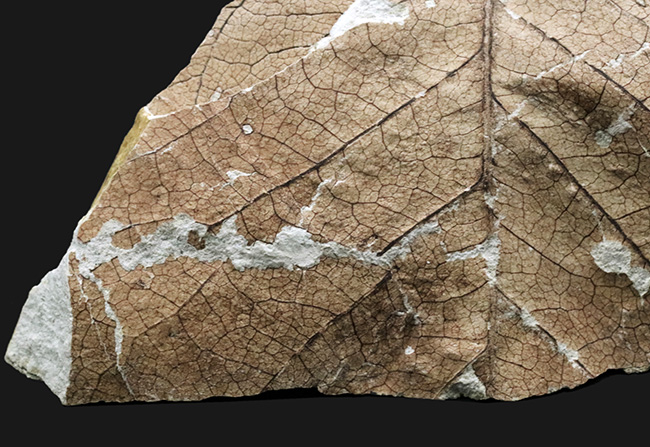 国産化石マニアックシリーズ！神戸産カバノキ科ハンノキ属（Alnus）の葉っぱ化石（その4）