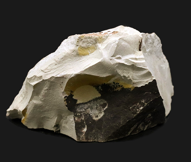 国産化石マニアックシリーズ！神戸産カバノキ科ハンノキ属（Alnus）の葉っぱ化石（その7）