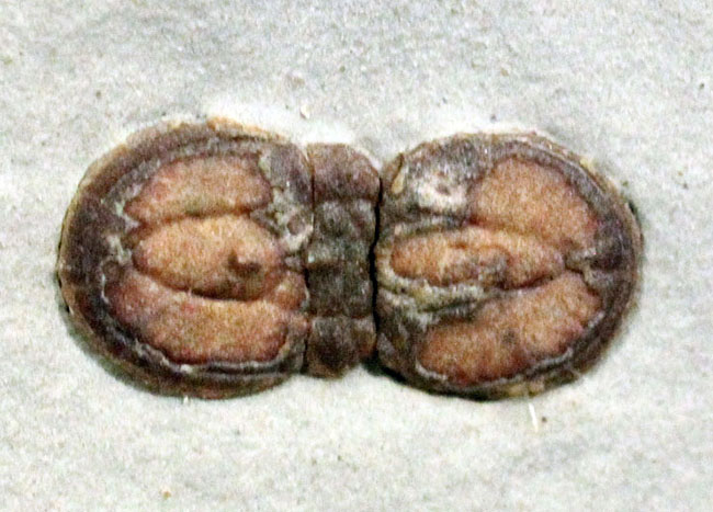 カンブリア紀の三葉虫アグノスタス目の属種（Ptychagnostus cuyanus）の上質化石（その2）